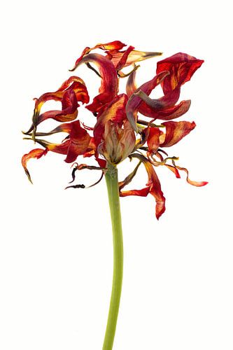 Tot het bittere eind: Tulp rood