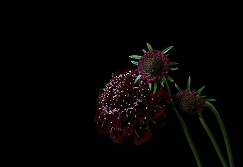 Burgundy Bloom