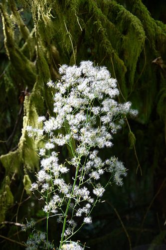 Stilleven in Stanley Park