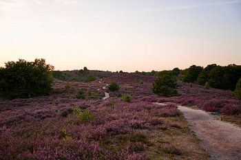 Heather in bloom on the Posbank