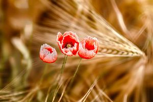 Mohnblumen im Weizenfeld