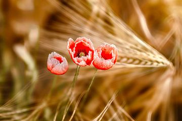 Klaprozen in het tarweveld van Voss fotografie