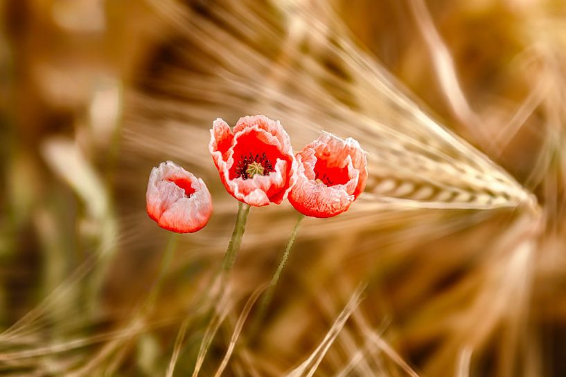 Poppies in the wheat field by Voss photography