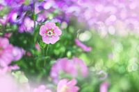  Pink lady