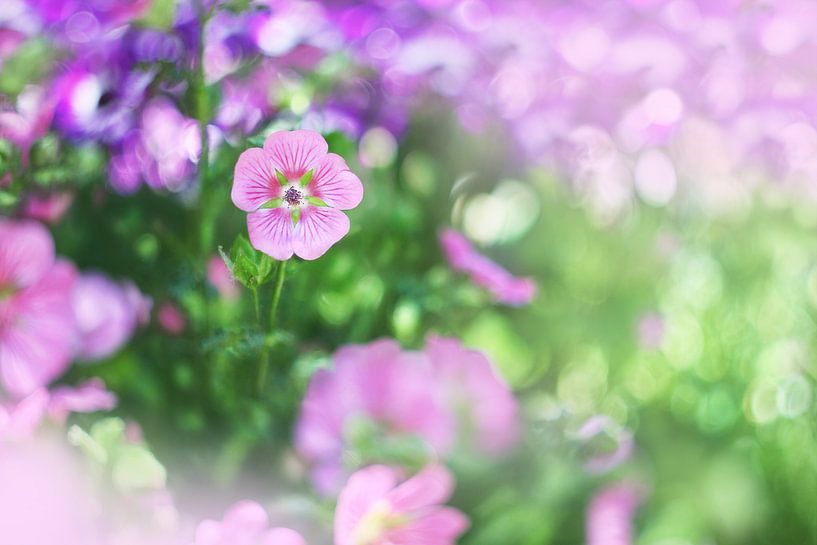  Pink lady von Michelle Zwakhalen