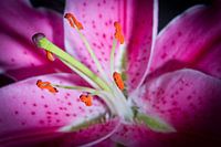 Bloem