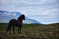 Islandpferd blickt über sein Sommerfeld von Elisa in Iceland Miniaturansicht