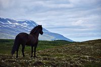 Icelandic horse looks out over his summer field