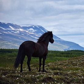 Un cheval islandais regarde son champ d'été sur Elisa in Iceland