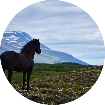IJslands paard kijkt uit over zijn zomerveld van Elisa in Iceland