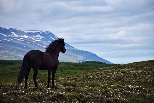 IJslands paard kijkt uit over zijn zomerveld