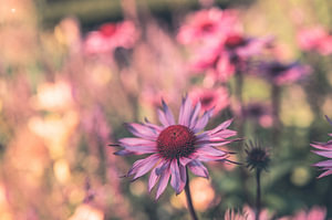 Blumen Teil 175