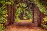 Een weg door het bos bij Slot Moyland van Tim Abeln thumbnail