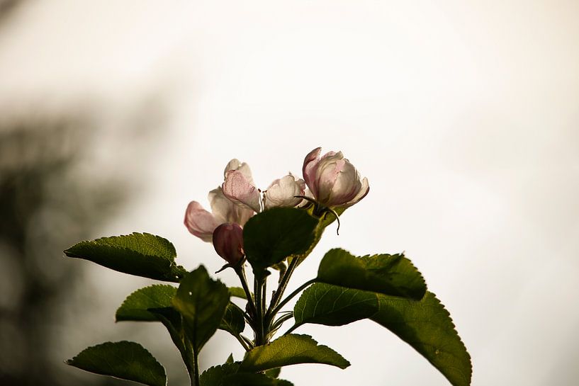 Apfelblüte van Erich Werner