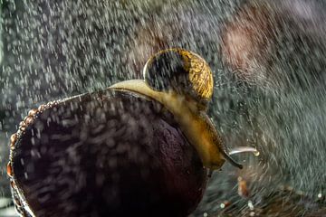 Snail in the rain on chestnut by Willian Goedhart