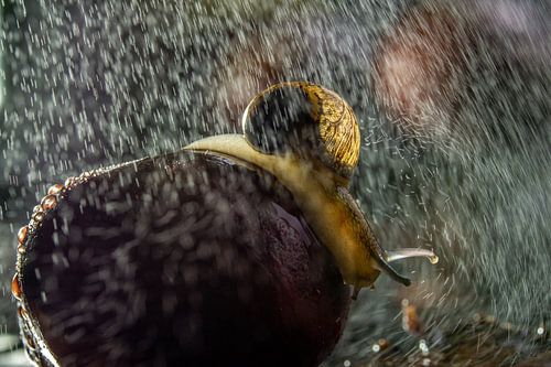 Slak in de regen op kastanje