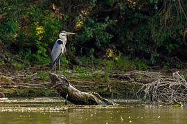 Grey heron in the marshes of the Danube Delta