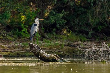 Blauwe reiger in de moerassen van de Donaudelta van Roland Brack