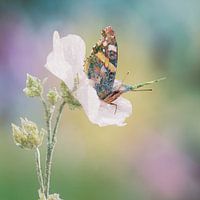 boho vlinder