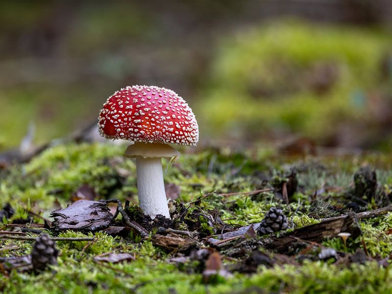 Fliegenpilz im Wald von Manuel Weiter