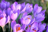 Krokus