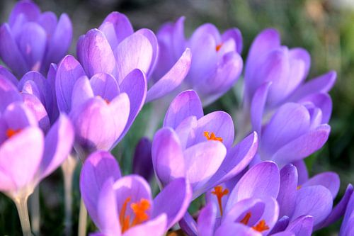 Krokusse von Yvonne van Triest