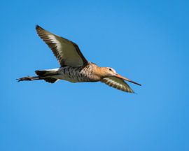 Our national bird, the black-tailed godwit by Jasmijn Fotografeert