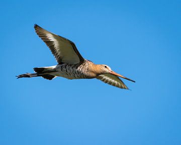 Onze nationale vogel, de Grutto van Jasmijn Fotografeert