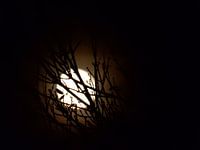 The moon