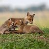 red fox kits by gea strucks