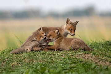 red fox kits