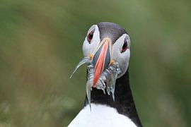 Papageitaucher mit Sandaalen Iceland von Frank Fichtmüller