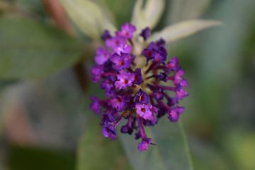 Bloem (Paars) van Jo-Ann Horst Photography