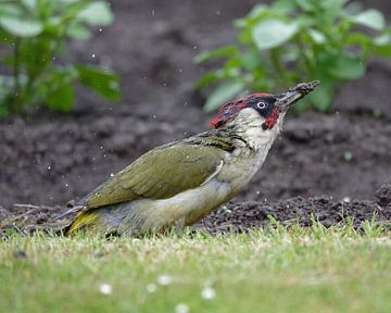 Green woodpecker in the rain