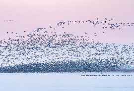 Sneekermeer-Vögel bei Sonnenaufgang von Margreet Riedstra