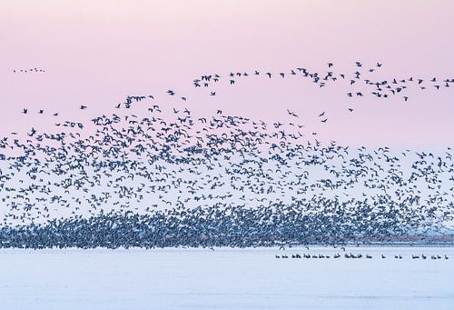 Sneekermeer birds at sunrise
