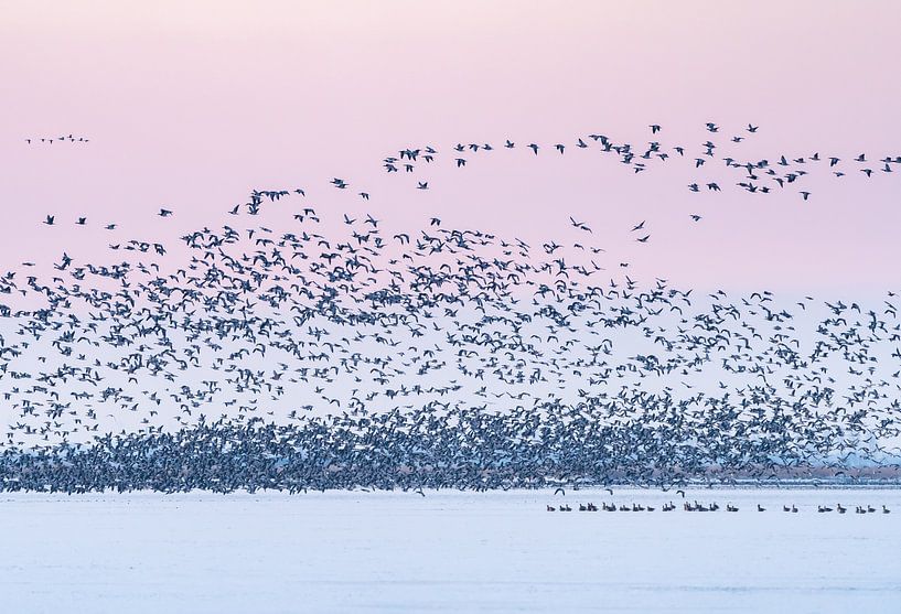 Sneekermeer birds at sunrise by Margreet Riedstra