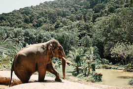 Asian elephant on the path by the water