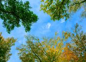 Cimes d'arbres aux couleurs de l'automne avec un ciel bleu par Peter Bolman Aperçu