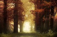 Warmes Licht (Herbstwald mit Nebel) von Kees van Dongen Miniaturansicht