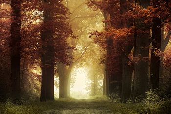 Warmes Licht (Herbstwald mit Nebel)