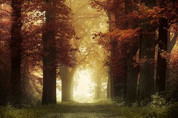 Warm Light (Herfstbos met mist) van Kees van Dongen