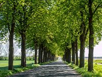 Baum Allee im Frühling an der Mecklenburgische Seenplatte