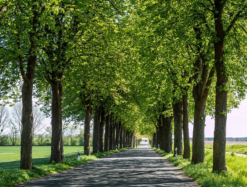 Allée d'arbres au printemps dans la région des lacs de Mecklenburg par Animaflora PicsStock