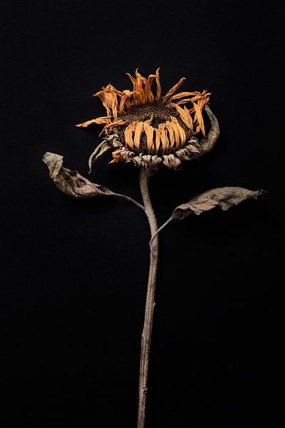 dried sunflower by Karel Ham