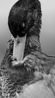 Black and White Duck