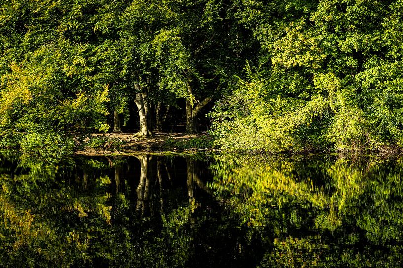 Lake clearing by Dieter Walther