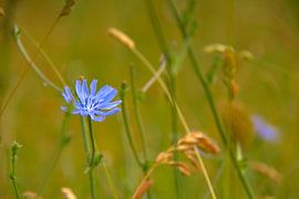Chicorée sauvage sur Images from a hillside in Umbria