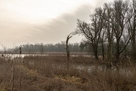 Rustic morning in the Dutch Biesbosch