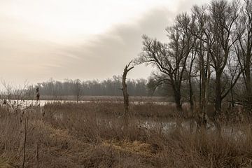 Rustieke ochtend in de Hollandse Biesbosch van SchumacherFotografie